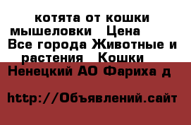 котята от кошки мышеловки › Цена ­ 10 - Все города Животные и растения » Кошки   . Ненецкий АО,Фариха д.